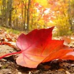 Beautiful-Autumn-Leaves-Wallpapers-and-Images-Free-Download-150x150